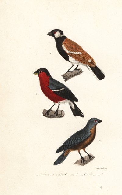 Specie di fringuello della Riunione, fringuello eurasiatico e grosbeak blu da Leopold Massard