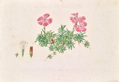 Garofano alpino (Dianthus alpinus) da Leopold von Stoll