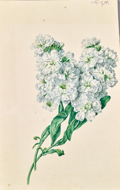 Fiori bianchi da Leopold von Stoll