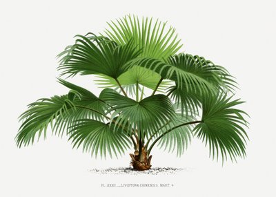  da Les Palmiers Histoire Iconographique