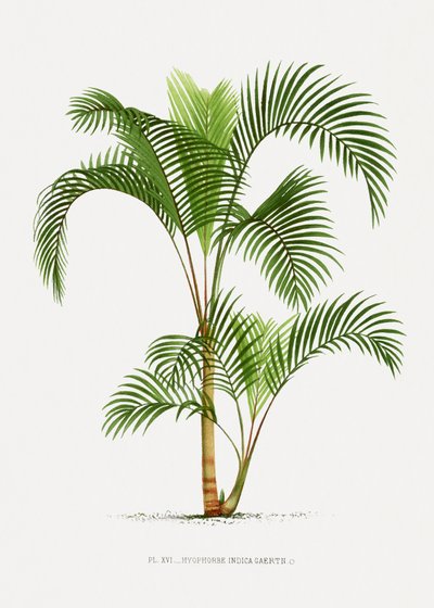 da Les Palmiers Histoire Iconographique