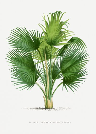  da Les Palmiers Histoire Iconographique
