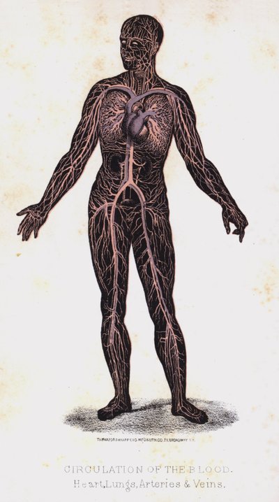 Circolazione del sangue, cuore, polmoni, arterie e vene da Leveille