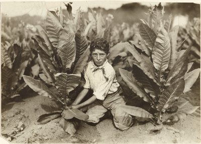 Un raccoglitore di dieci anni nella piantagione di tabacco di Gildersleeve da Lewis W. Hine