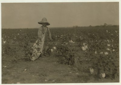 Willie Hesse di 5 anni raccoglie 15 libbre di cotone al giorno nella fattoria di 80 acri dei suoi genitori vicino a West, Texas, 1913 da Lewis Wickes Hine
