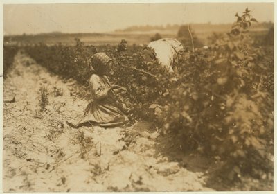 Una bambina polacca di sei anni che raccoglie bacche tutto il giorno con la sua famiglia (Scholtz) a Rock Creek vicino a Baltimora, Maryland, 1909 da Lewis Wickes Hine