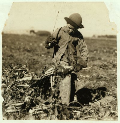 Alex Reiber di 7 anni continua a raccogliere barbabietole da zucchero dopo essersi ferito al ginocchio, vicino a Sterling, Colorado da Lewis Wickes Hine