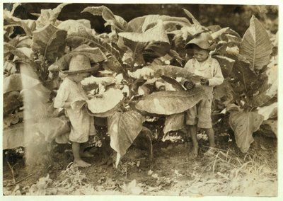 Amos 6 e Horace 4 raccolgono tabacco per il loro padre John Neal a Warren County, Albaton, Kentucky, 1916 da Lewis Wickes Hine