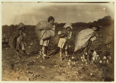 Edith 5 e Hughie 6 raccolgono cotone tutto il giorno, Alton 7 raccoglie 50 libbre e Ruth 9 raccoglie 75, alla fattoria di H.M. Lane, Bells, Texas, 1913 da Lewis Wickes Hine