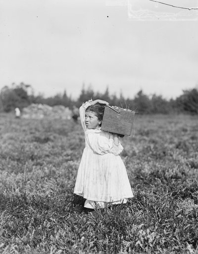 Jennie Camillo di otto anni da Philadelphia raccoglie mirtilli al Bog di Theodore Budd, Turkeytown, vicino a Pemberton, New Jersey, 1910 da Lewis Wickes Hine