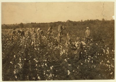 Famiglia che raccoglie cotone vicino a McKinney, Texas, 1913 da Lewis Wickes Hine