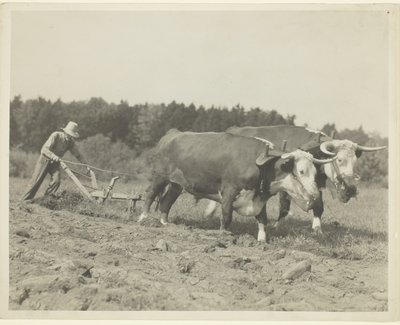 Scena rurale nel Maine centrale, si usano ancora molti buoi da Lewis Wickes Hine