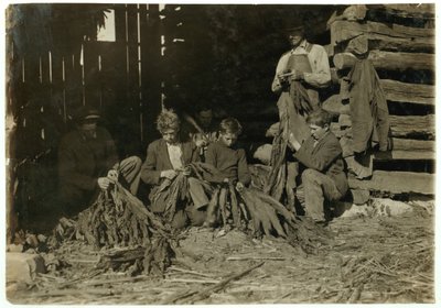 Figli di J.H. Burch di 12, 14 e 17 anni che spogliano il tabacco durante le ore scolastiche a Warren County, Rockfield, Kentucky, 1916 da Lewis Wickes Hine