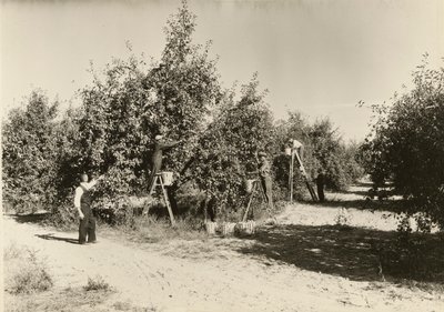 Senza titolo, ca. 1935 da Lewis Wickes Hine
