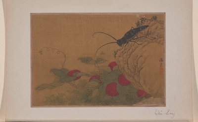 Cavalletta su roccia da Liang Wen