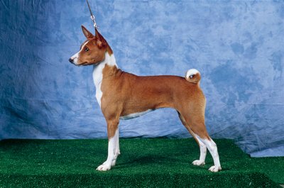 Cane Basenji (foto) da Unbekannt Unbekannt