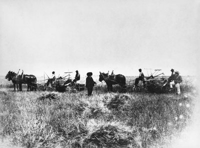 Taglio del fieno nei campi di Policoro, contadini con cavalli e carri, Basilicata, primi del 1900, Italia, XX secolo da Unbekannt Unbekannt