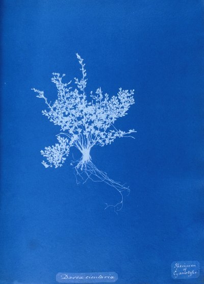 Cianotipo di felce britannica da Unbekannt Unbekannt