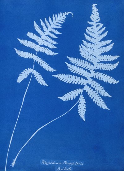 Cianotipo di Polypodium phegopteris da Unbekannt Unbekannt
