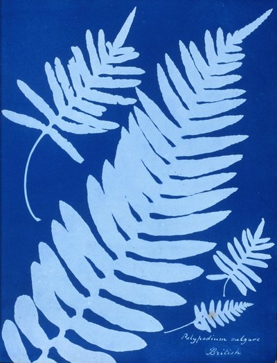 Cianotipo di Polypodium vulgare da Unbekannt Unbekannt