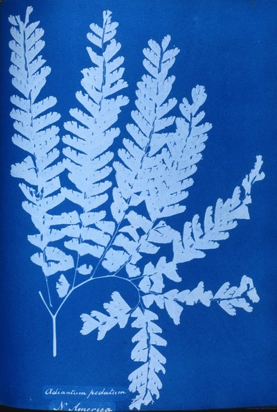 Cianotipo di una felce nordamericana, Adiantum pedatum da Unbekannt Unbekannt