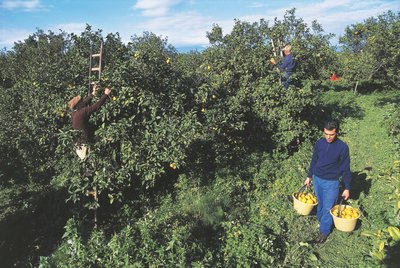 Raccolta di bergamotto, Calabria, Italia da Unbekannt Unbekannt
