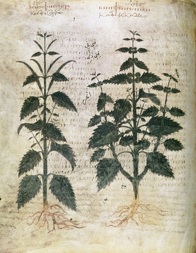 Erbari Ortiche (orties), VI secolo da Unbekannt Unbekannt