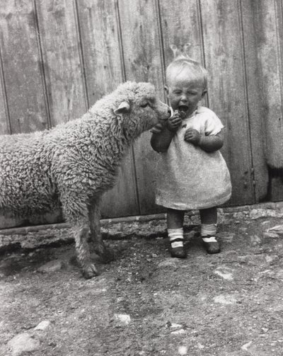 Agnello interessato allo spuntino di un bambino, c 1930s da Unbekannt Unbekannt