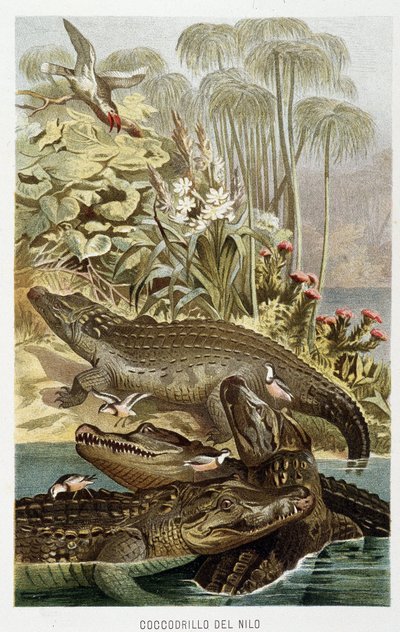 Coccodrilli del Nilo (Crocodilus nicoticus) - in "La Vita degli animali" di A.E. Brehm, Torino da Unbekannt Unbekannt