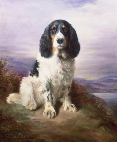 Royal, un Springer Spaniel tricolore da lavoro da Lilian Cheviot