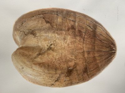 Cocco 1 da Lincoln Seligman