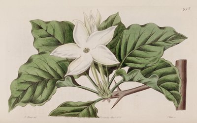 Gardenia propinqua da Lindley