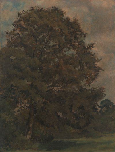 Studio di un frassino da Lionel Constable