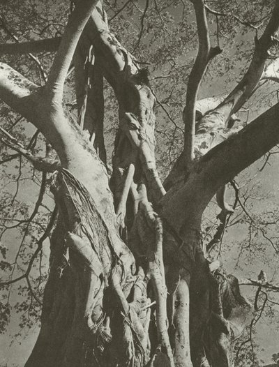 Albero di banyan da Lionel Wendt