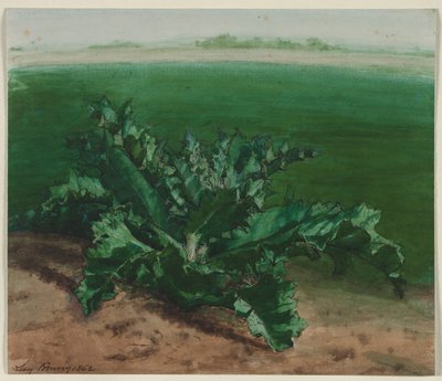 Studio di una pianta, possibilmente cardo, 1862 da Léon Bonvin