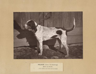 Pilote, Chien de Saintonge, Meute de Virelade, A.M. Joseph de Carayon Latour da Leon Cremiere