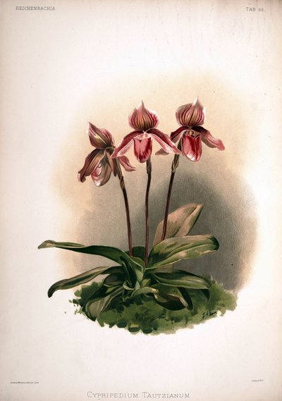 Cypripedium × tautzianum cultivar = (Paphiopedilum barbatum × Paphiopedilum niveum) da London H. Sotheran and Co.