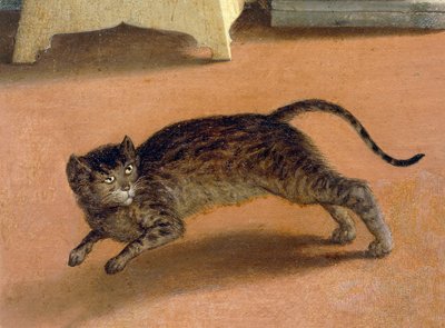 Gatto terrorizzato, dettaglio dall