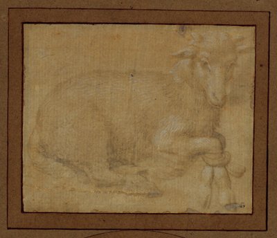 Studio di un agnello ... da Lorenzo di Credi