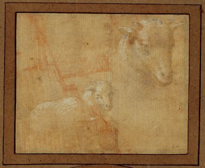 Studio di un agnello. Pennino d