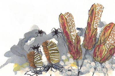 Ragni botanici del genere Banksia da Lori Ann Folz