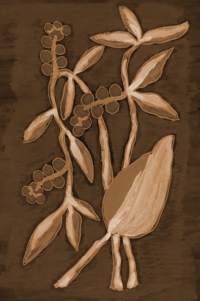 Prodotti botanici biologici Sepia da Lori Ann Folz