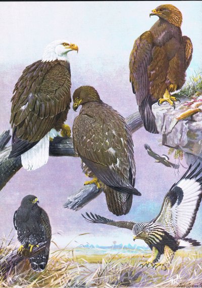 Aquila calva, Aquila reale americana, Falco dalle zampe ruvide americano da Louis Agassiz Fuertes