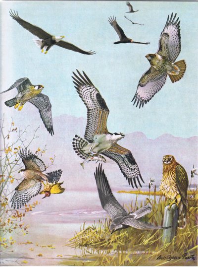 Aquila calva, Avvoltoio tartaruga, Falco coda rossa orientale, Falco anatra, Falco pescatore americano, Falco di palude da Louis Agassiz Fuertes