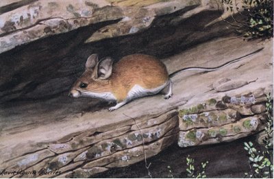 Il topo Pinion dalle grandi orecchie rappresenta il clan dai piedi bianchi nei canyon aspri del sud-ovest da Louis Agassiz Fuertes