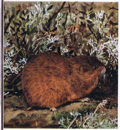 Lemming bruno, un roditore tozzo che vive in un labirinto di tunnel da Louis Agassiz Fuertes