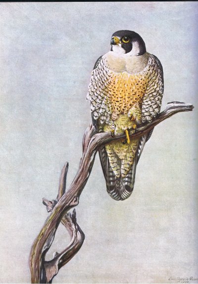 Falco anatra da Louis Agassiz Fuertes