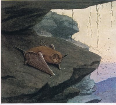 Pipistrello dalla coda libera da Louis Agassiz Fuertes