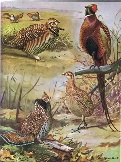 Gallina della brughiera, Fagiano dal collo ad anello, Gallo cedrone orientale da Louis Agassiz Fuertes