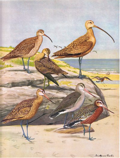 Chiurlo di Hudson, Chiurlo esquimese, Chiurlo beccolungo, Chiurlo marmorizzato, Chiurlo di Hudson da Louis Agassiz Fuertes